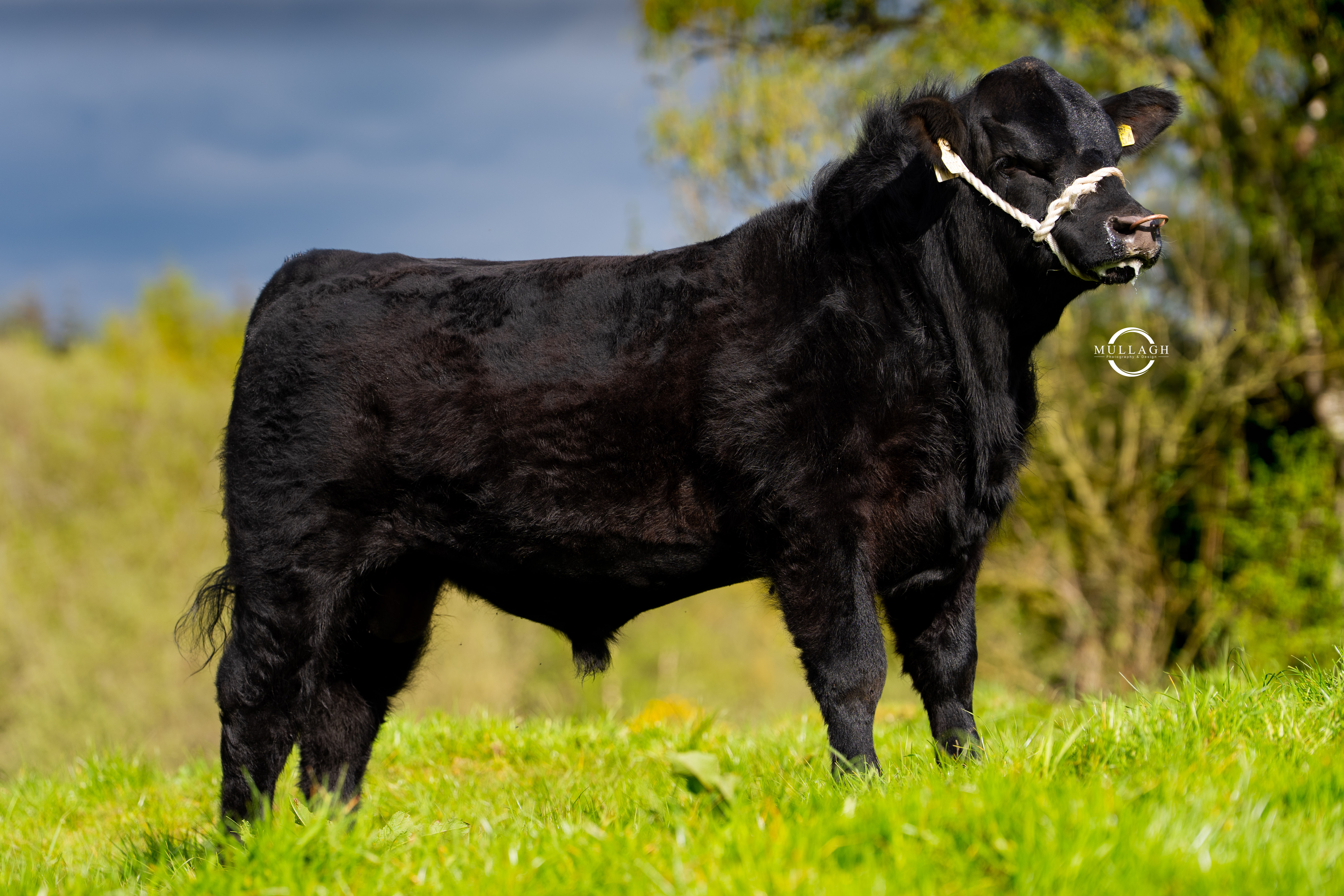 Aberdeen Angus